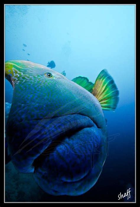 napoleon fish|Napoleon Fish: A Complete Guide .